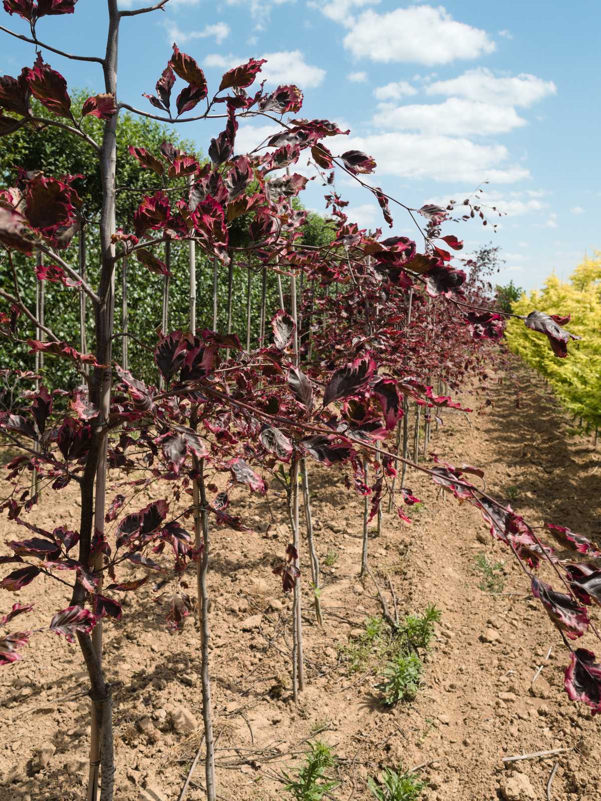 Fagus sylvatica 'Tricolor'