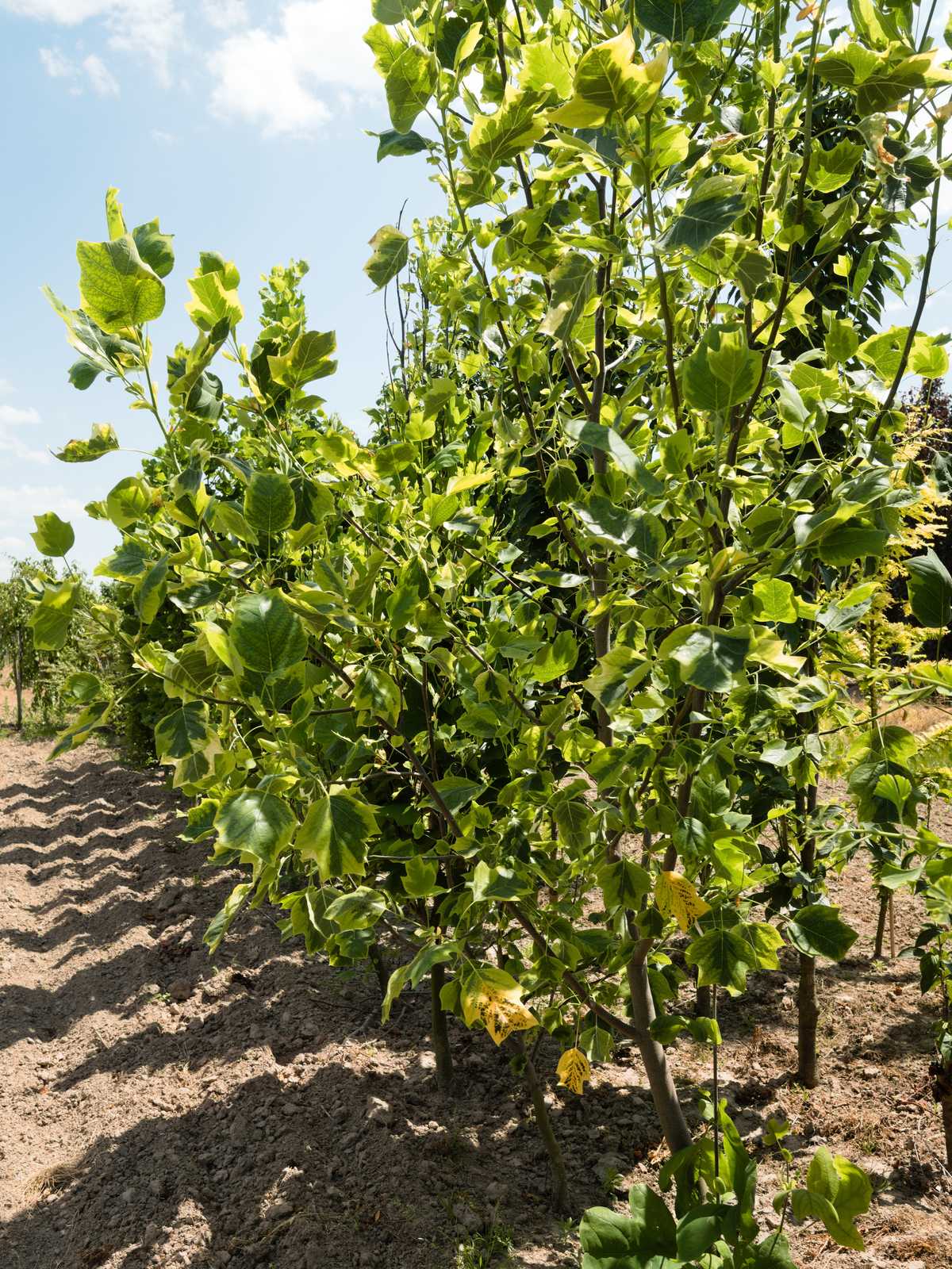 Liriodendron tulipifera 'Aureomarginatum'
