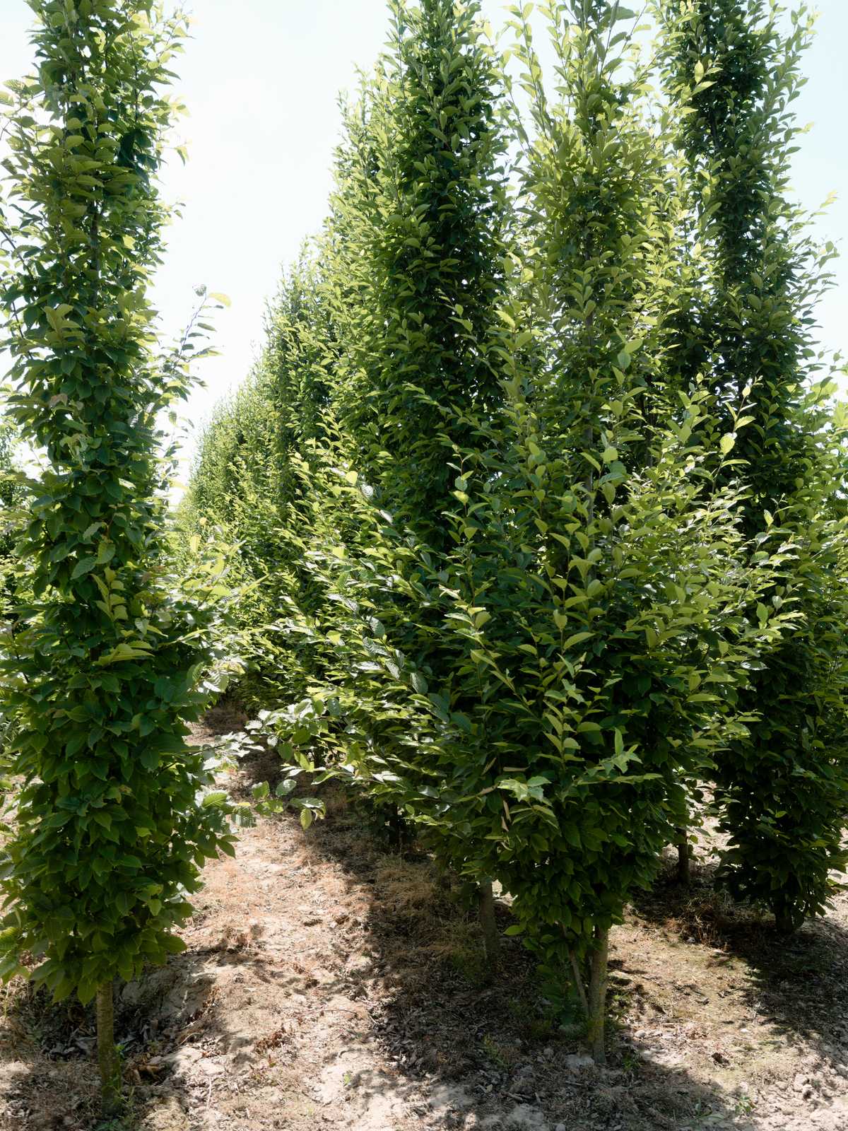 Carpinus betulus 'Fastigiata'