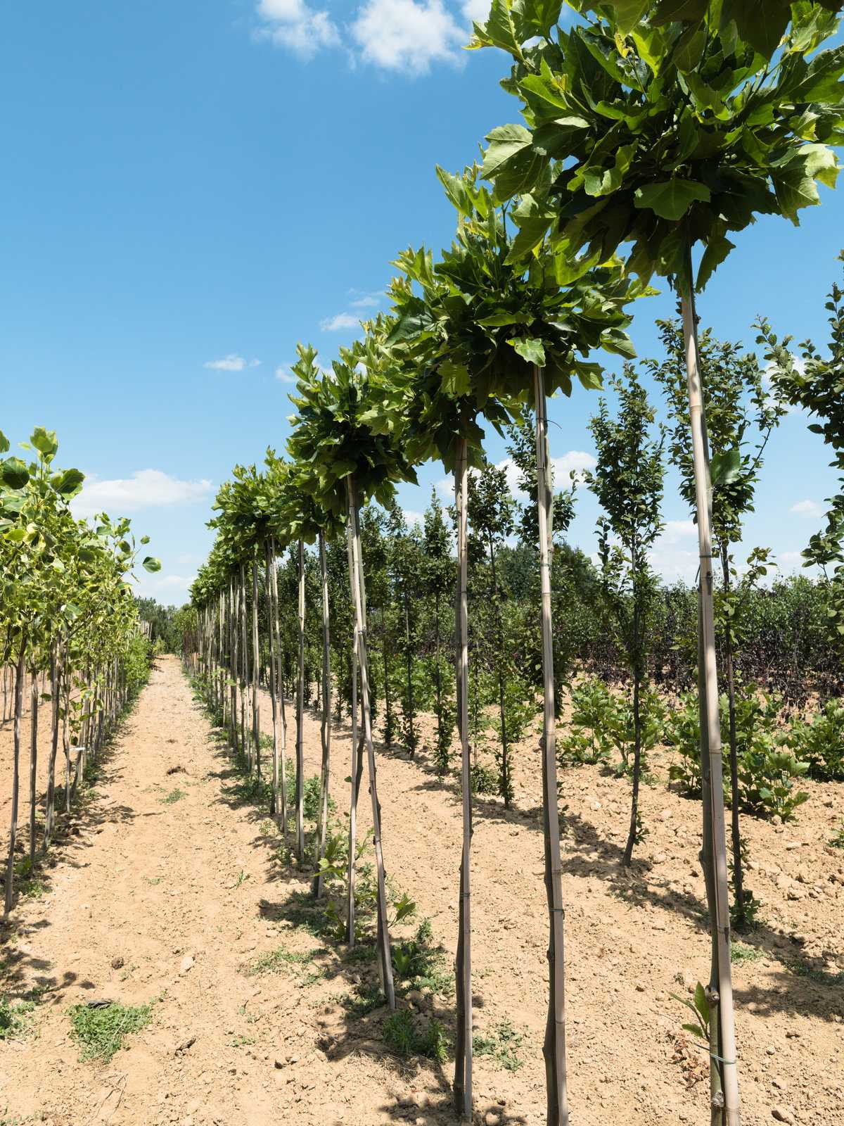 Platanus xhispanica 'Alphen's Globe'