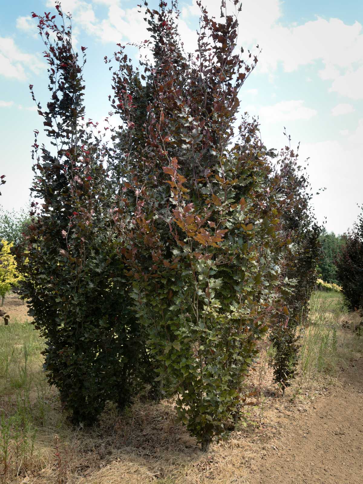 Fagus sylvatica 'Rohan Obelisk'