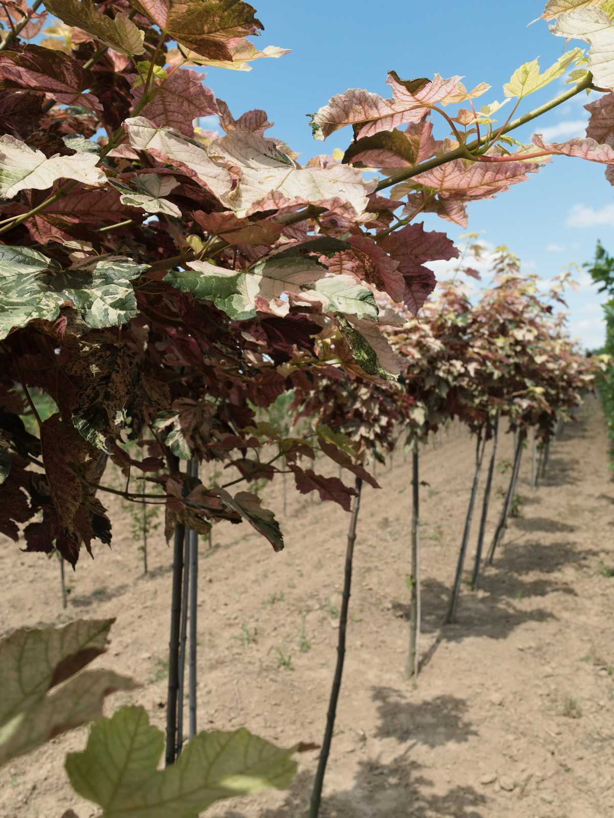Acer pseudoplatanus 'Esk Sunset'