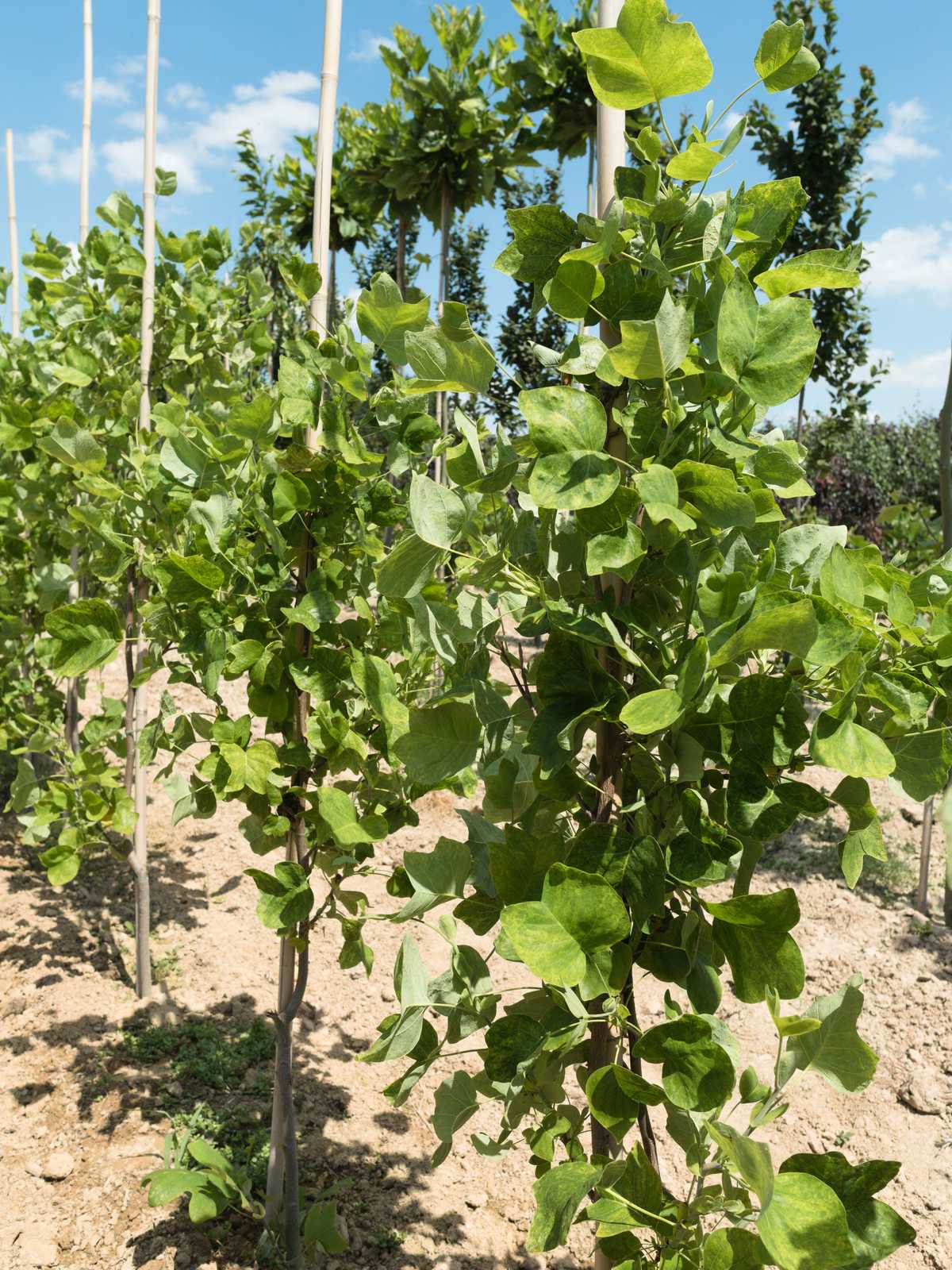 Liriodendron tulipifera 'Ryki'
