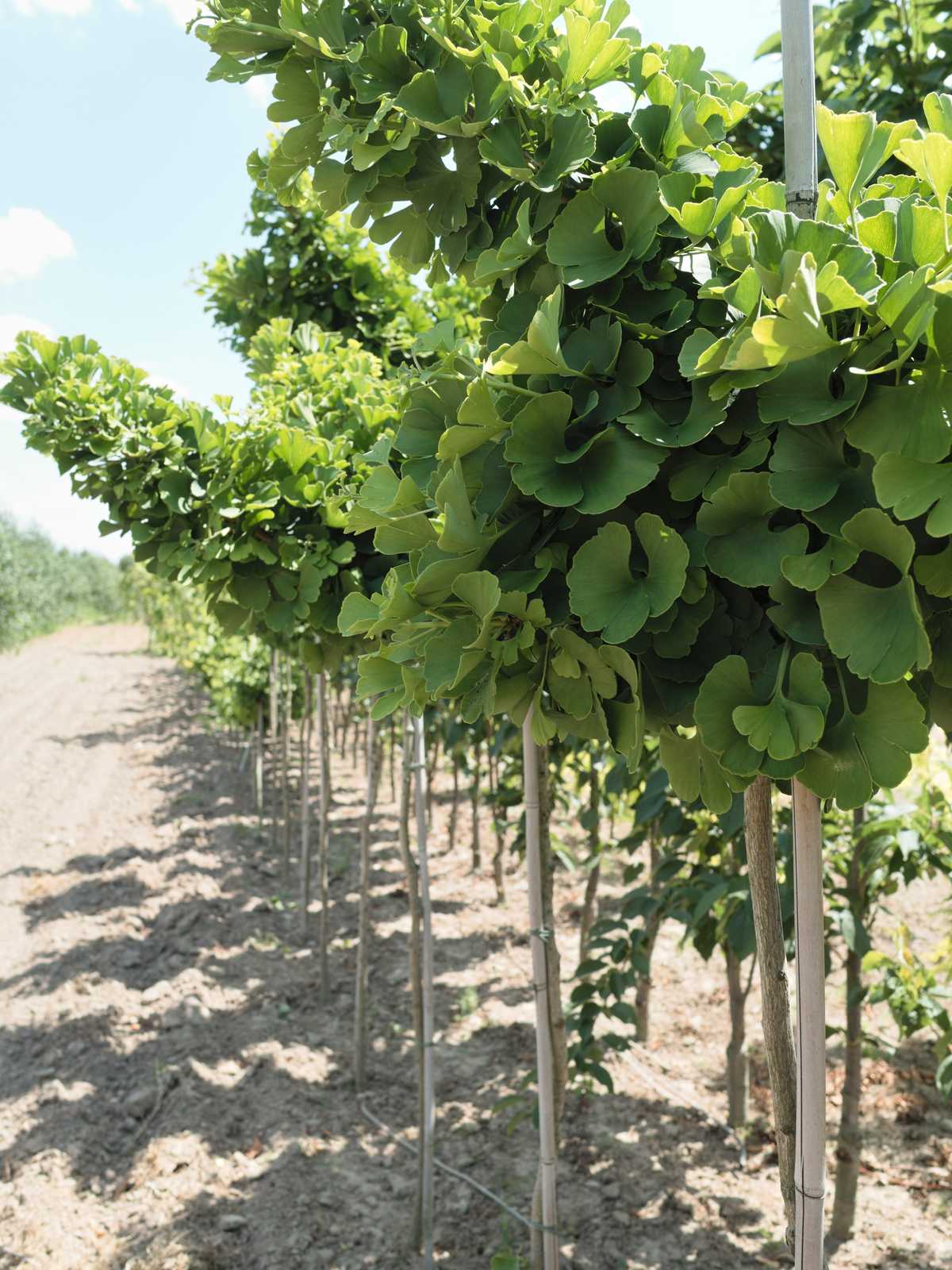 Ginkgo biloba 'Mariken'