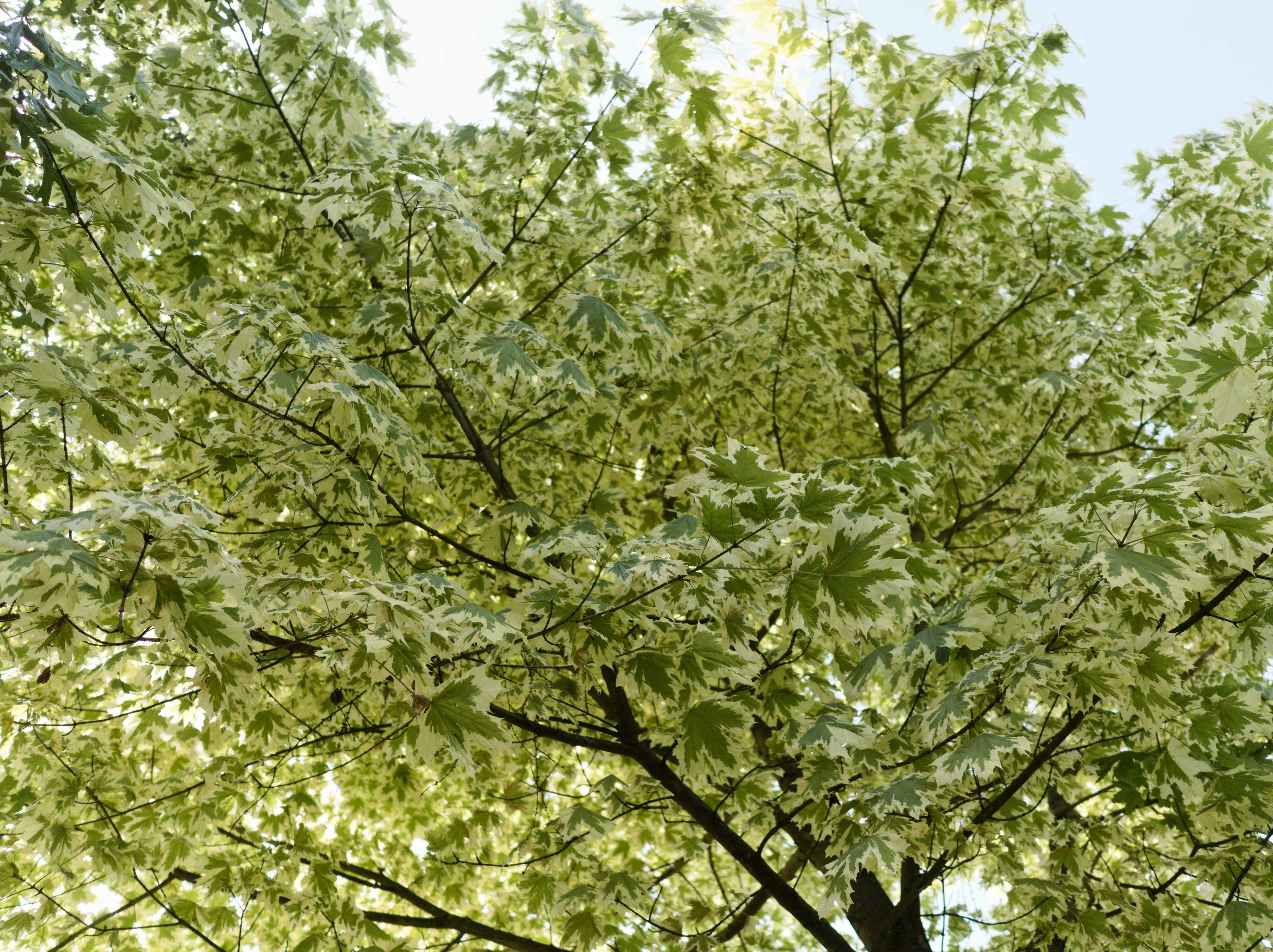 Acer_platanoides_'Drumondii'