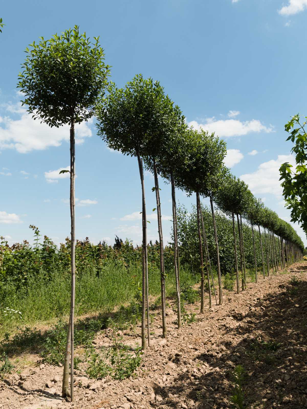 Prunus eminens 'Umbraculifera'