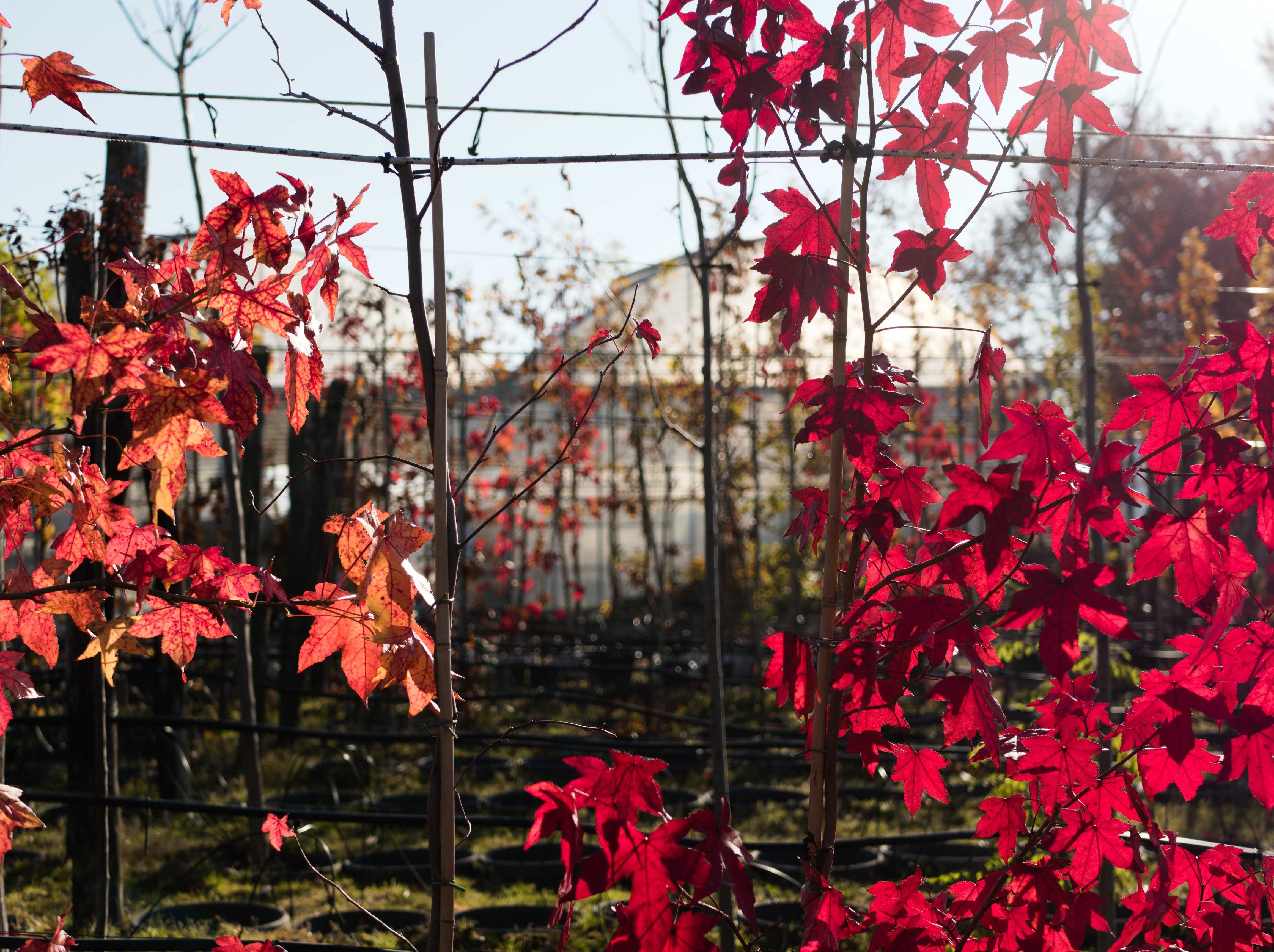 Liquidambar_styraciflua