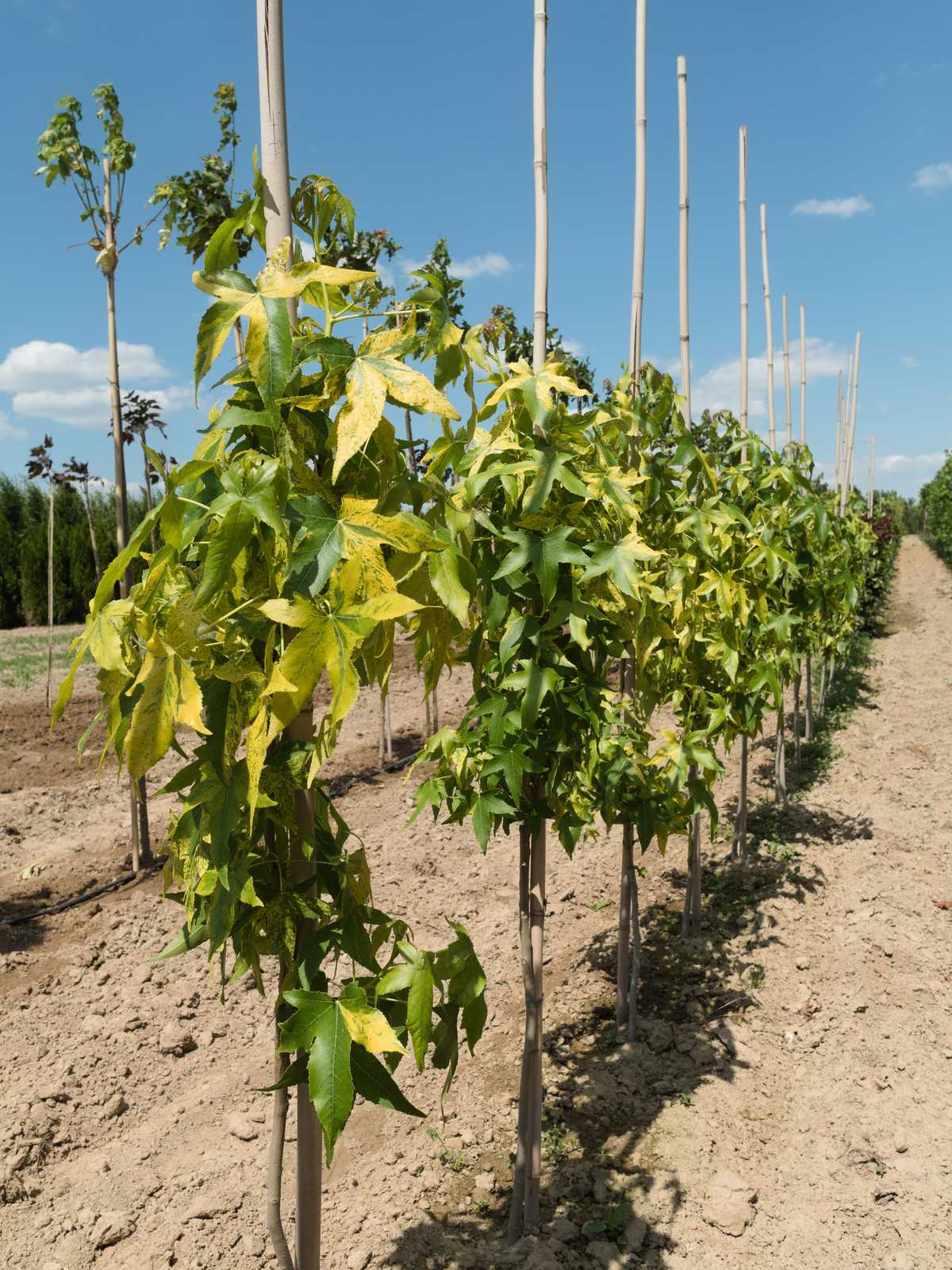 Liquidambar styraciflua 'Aurea'