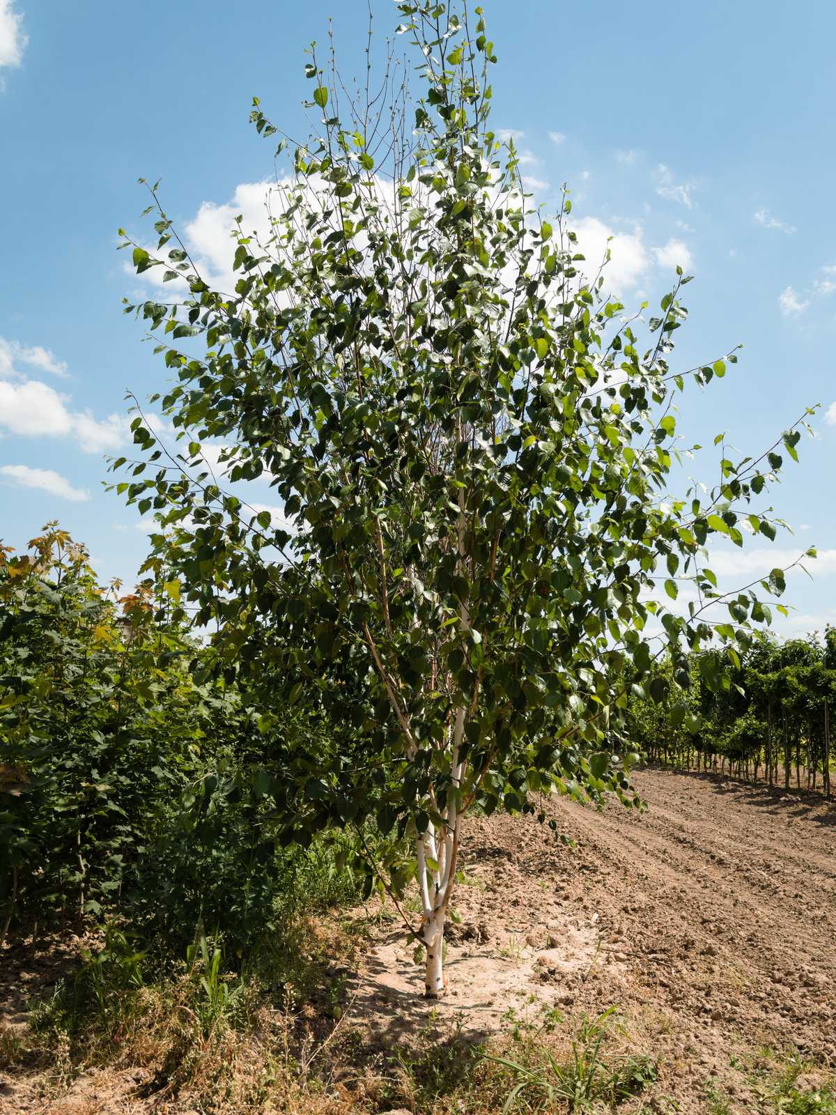 Betula utilis 'Doorenbos'