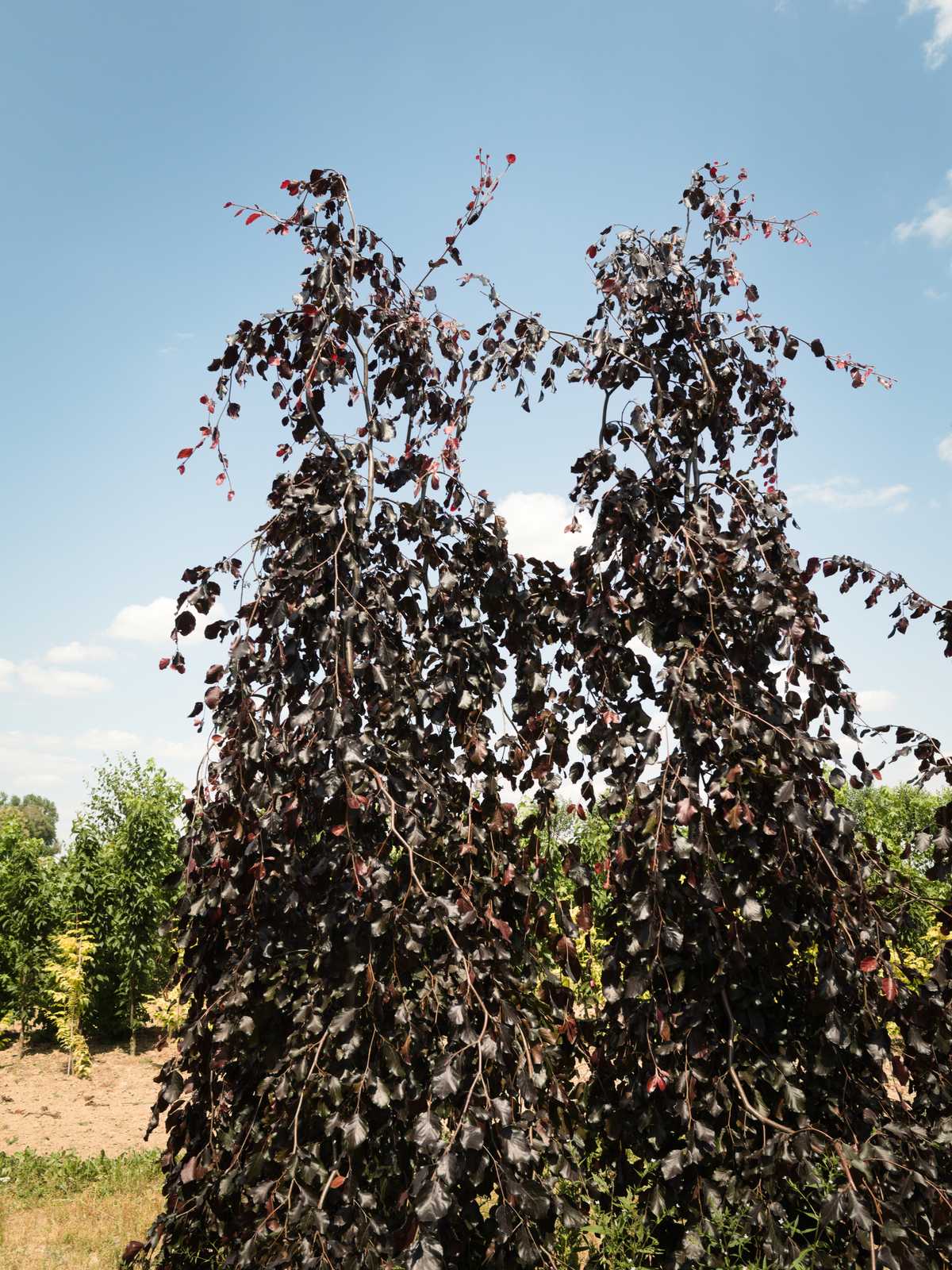 Fagus sylvatica 'Purple Fontain'