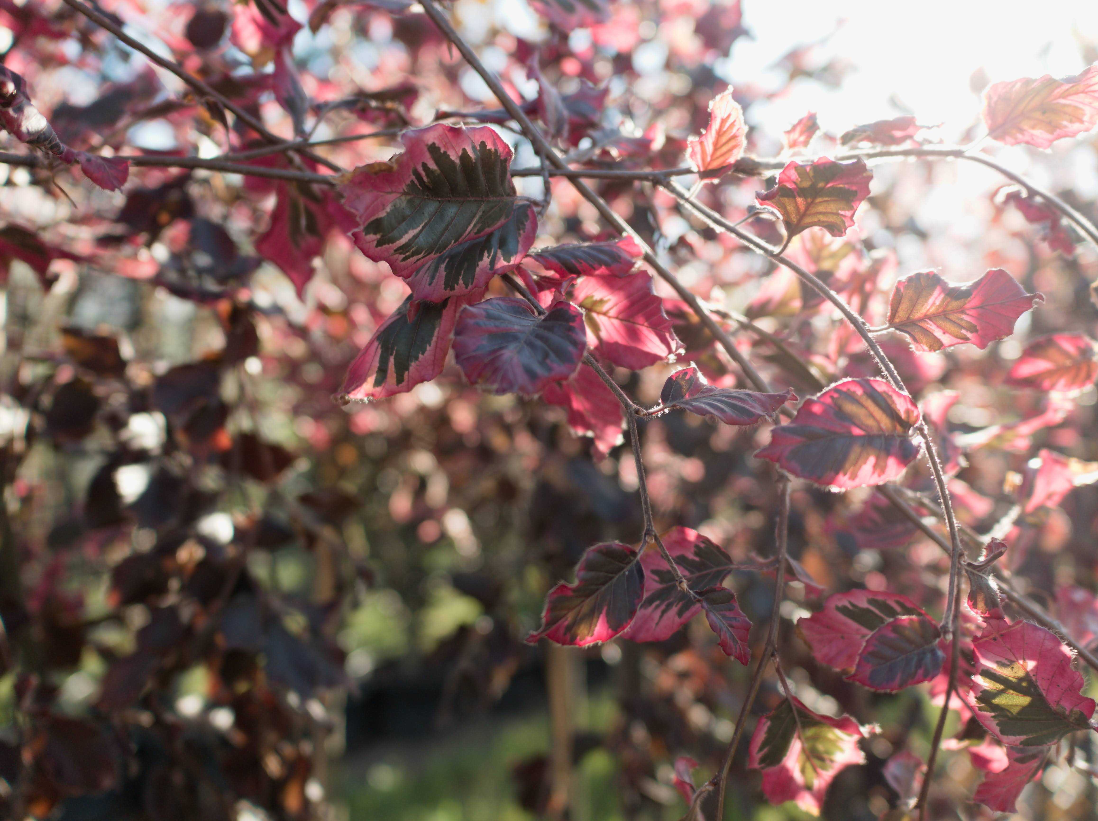 Fagus_sylvatica_'Tricolor'
