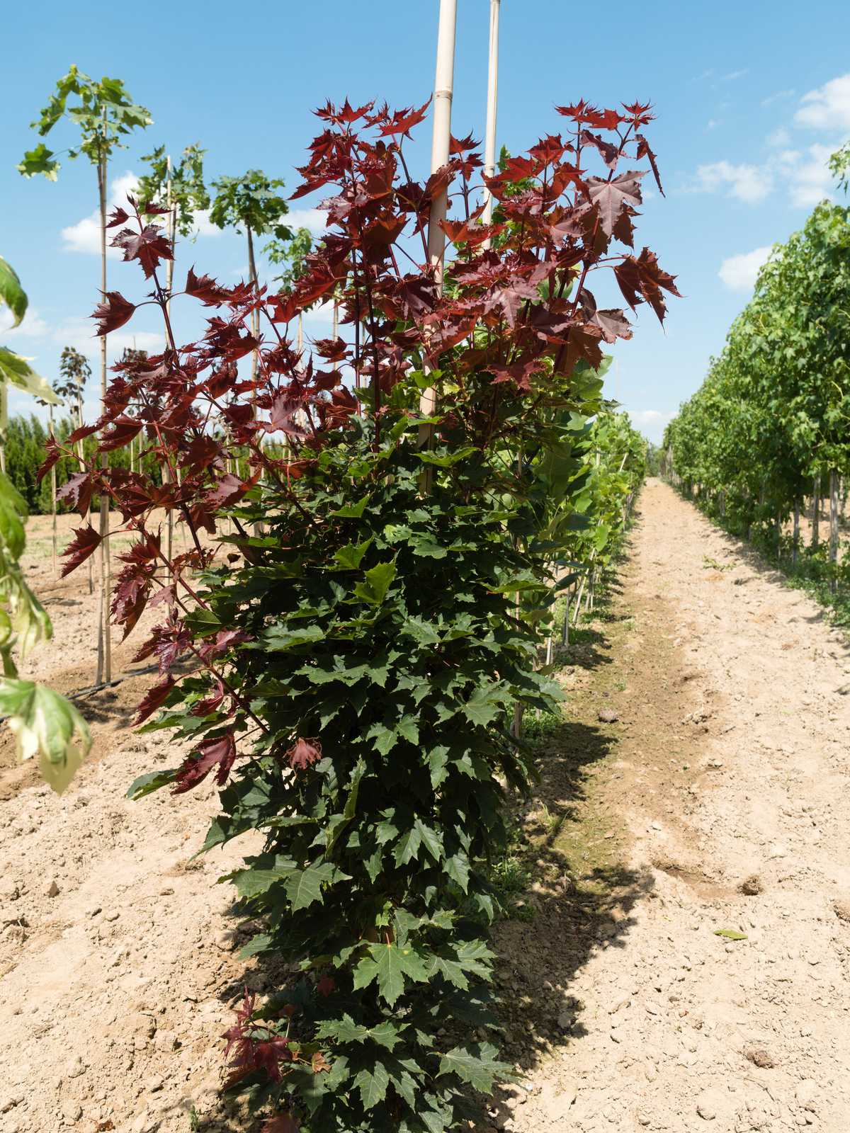 Acer platanoides 'Holata'