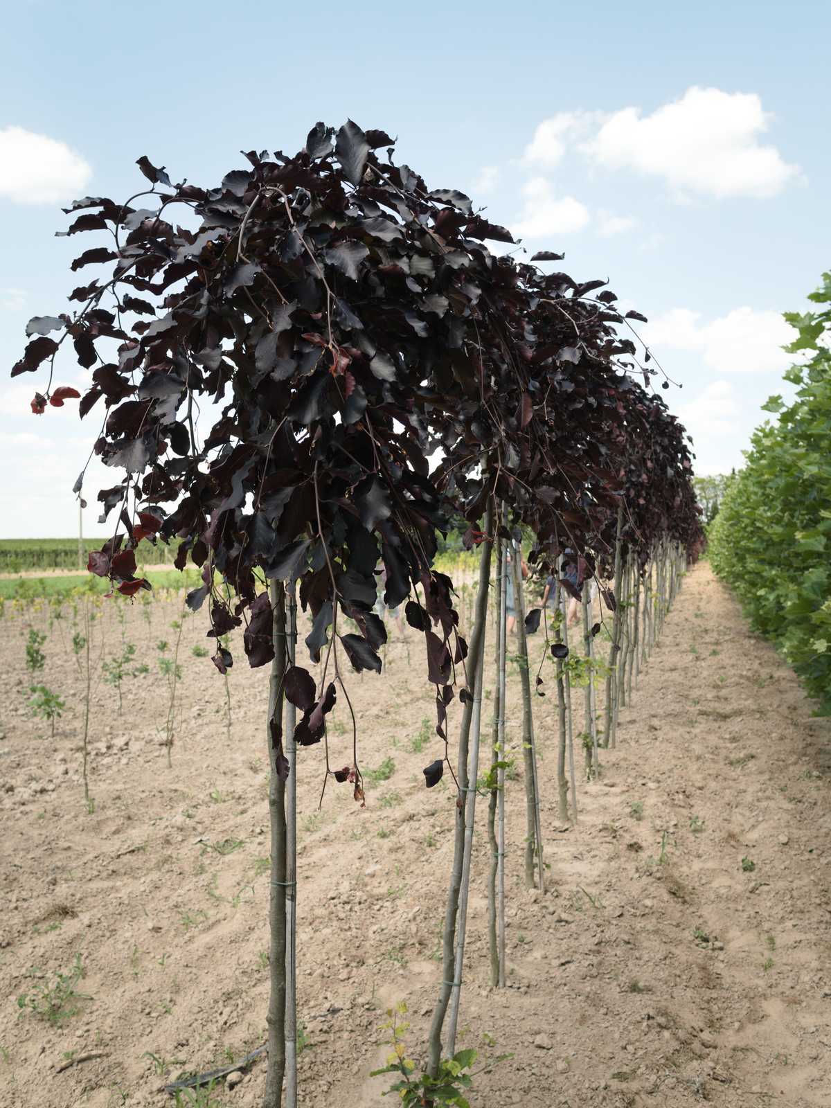 Fagus sylvatica 'Purpurea Pendula'