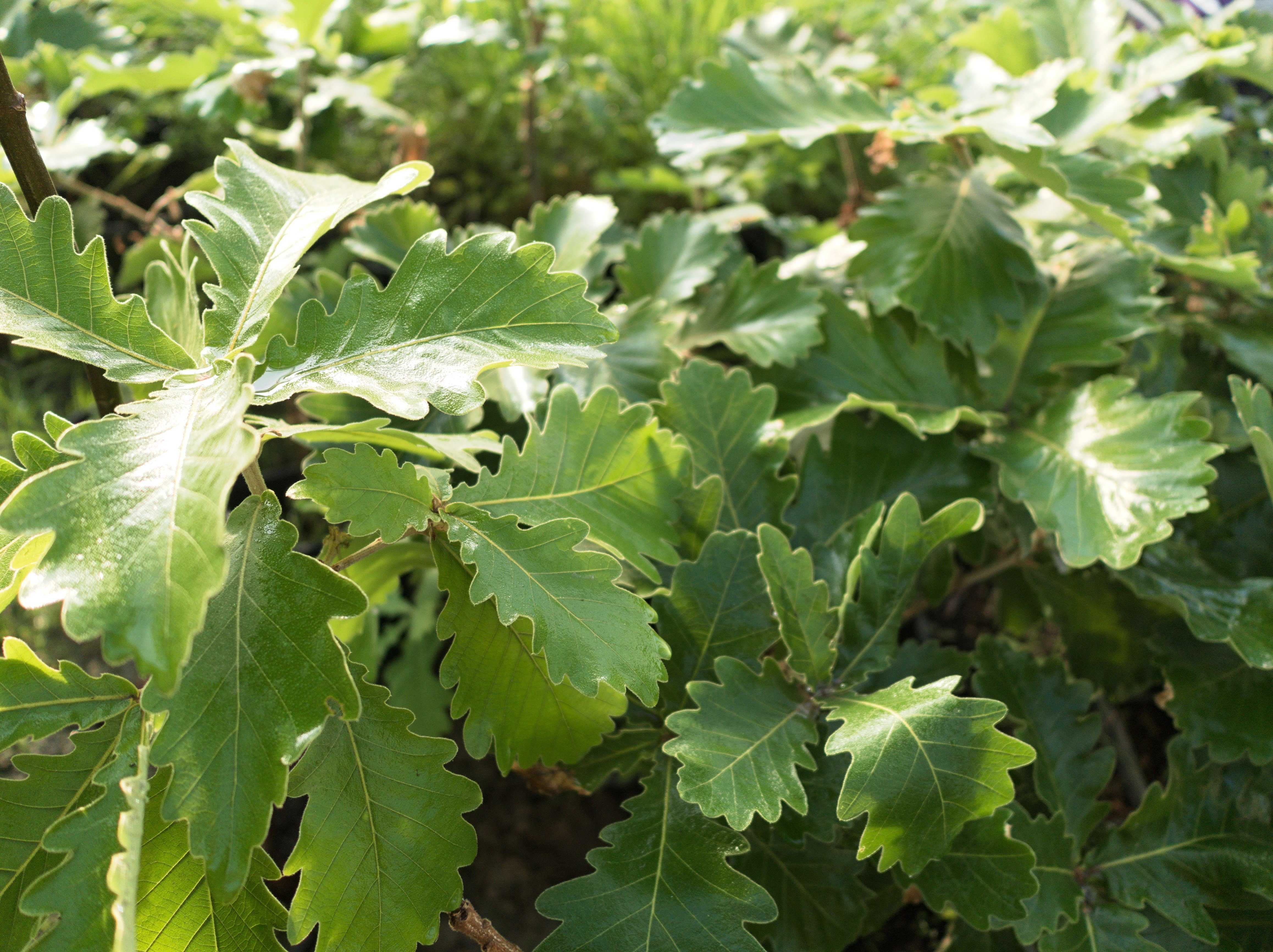 Quercus_dentata_'Carl_Ferris_Miller'