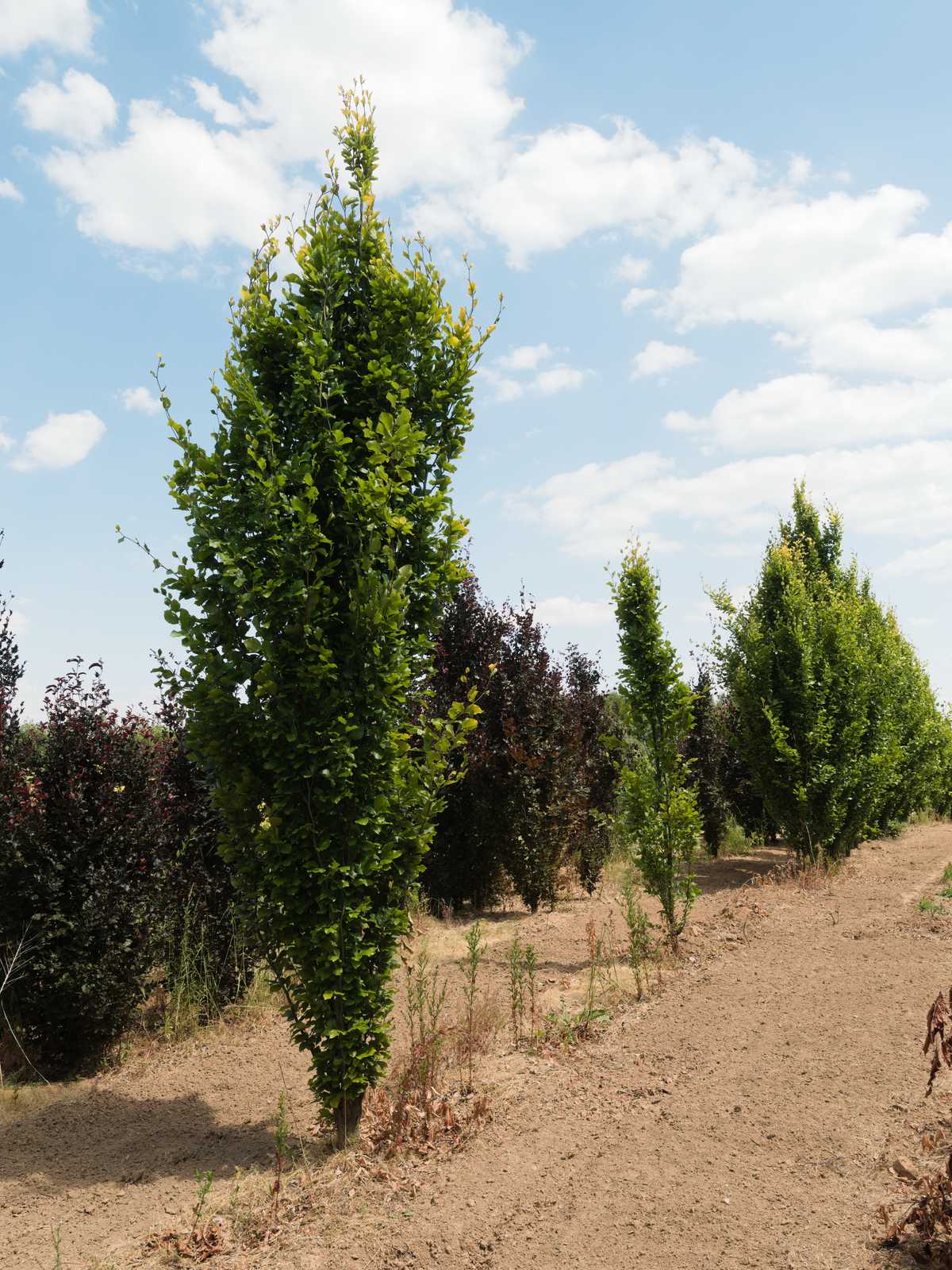Fagus sylvatica 'Dawyck Gold'