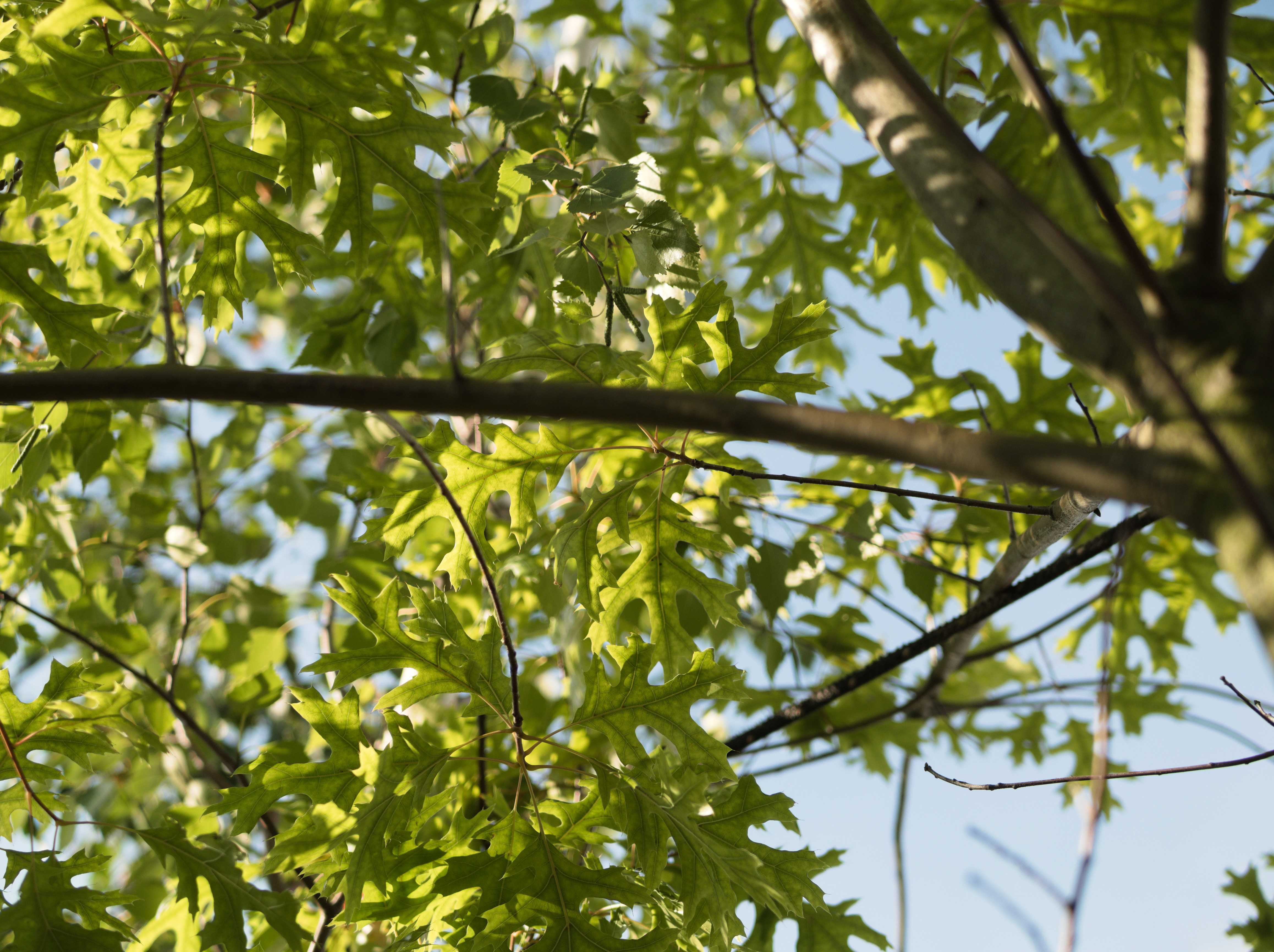 Quercus_coccinea